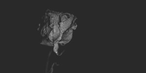 Image en noir et banc d'une rose